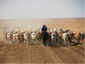 Tailing a mob, Brigalow, Queensland, 2009. Credit: Steve O’Connor