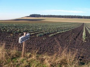 Ebey's Landing cabbage field. Photo by Mitch Richards.