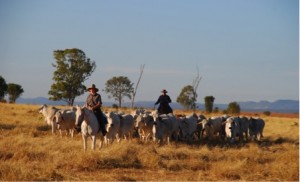 Droving cattle across the black soil plain Diamantina TSR, Queensland. Credit: Steve O'Connor