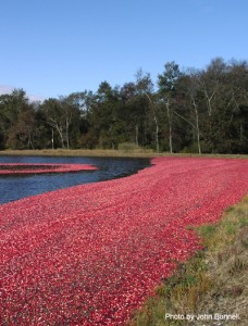 Cranberry Bog Pinelands National Reserve. Credit: John Bunnel Pinelands Commission