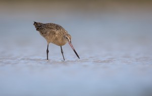 The Marbled Godwit, a large shorebird. Credit: William Majoros