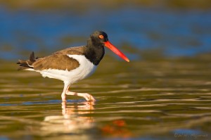 The American Oystercatcher, a vibrantly-colored bird seen along the Atlantic Coast. Credit: William Majoros