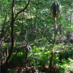 Groundle Glen Australia Credit: Peter Bridgewater