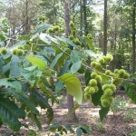 Chinquapin  Credit: Glen Mellin