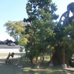 Ancient Juniper  Seoul South Korea Courtesey Stuart Read