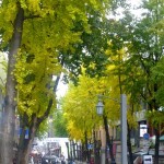 Ginko Lined Streets  Seoul South Korea Courtesey Stuart Read