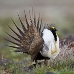 Greater Sage Grouse Courtesy of the US Fish and Wildlife Service 