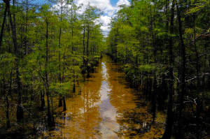 View of Big Cypress National Preserve. Photo by National Park Service.