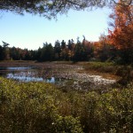   Lower West Bay Pond in Gouldsboro CREDIT: Ben Emory 
