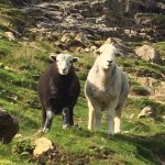 Herdwick Sheep Lake District National Park Credit: Brenda Barrett