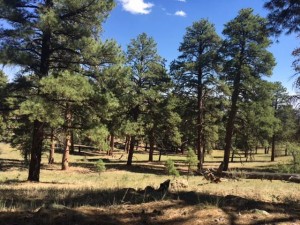 North Rim of the  Grand Canyon