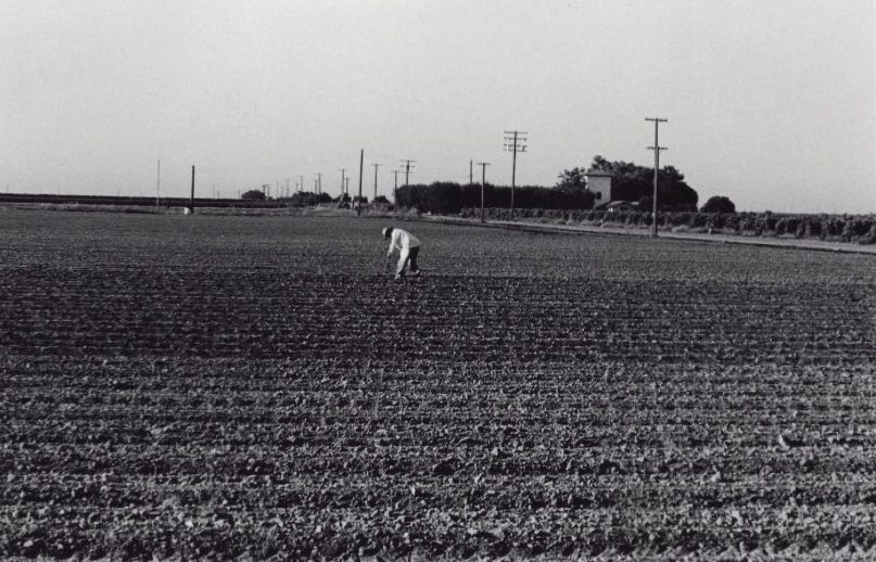 Lone man working in a field.